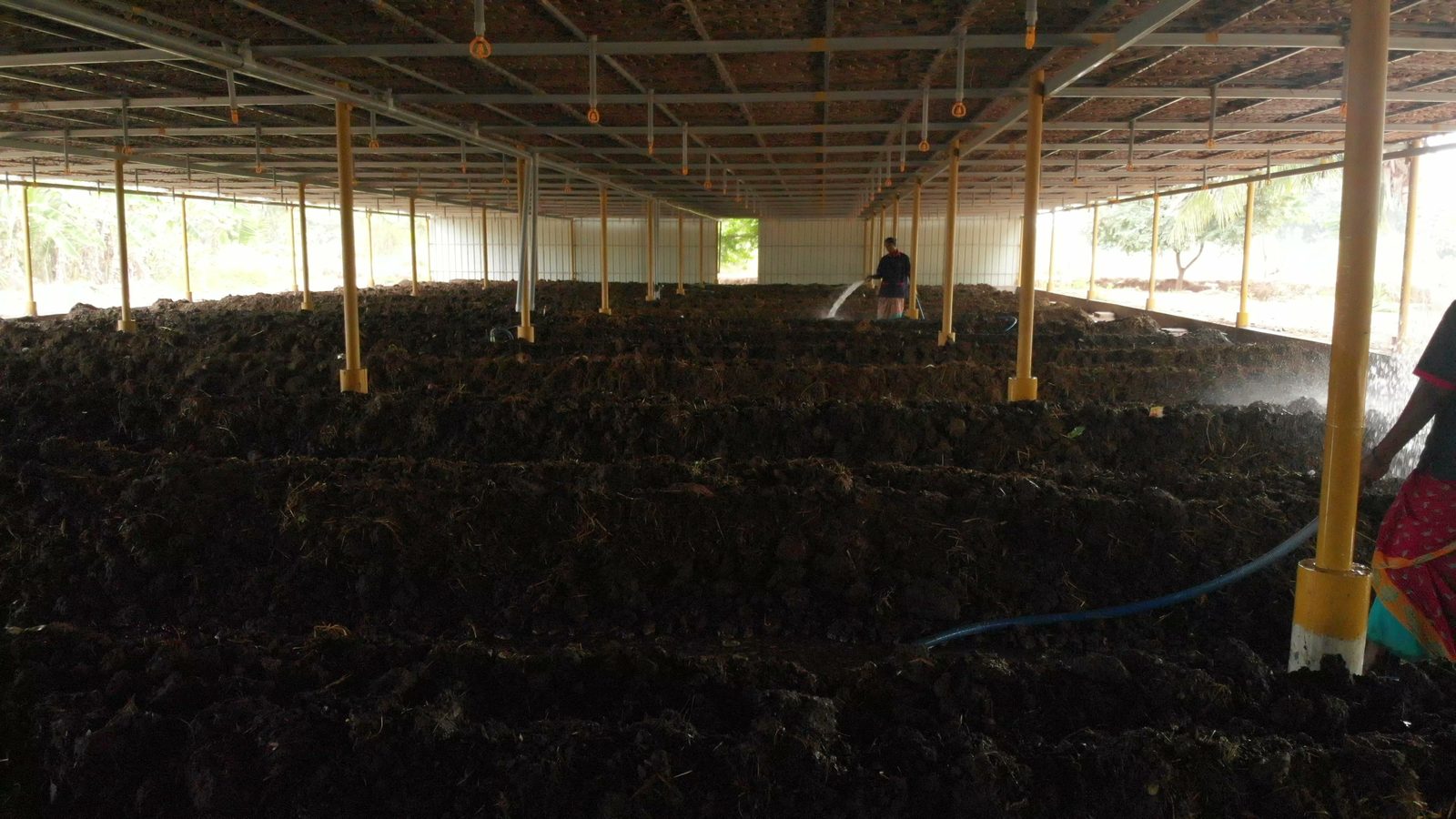 Compost windrows under curing sheds
