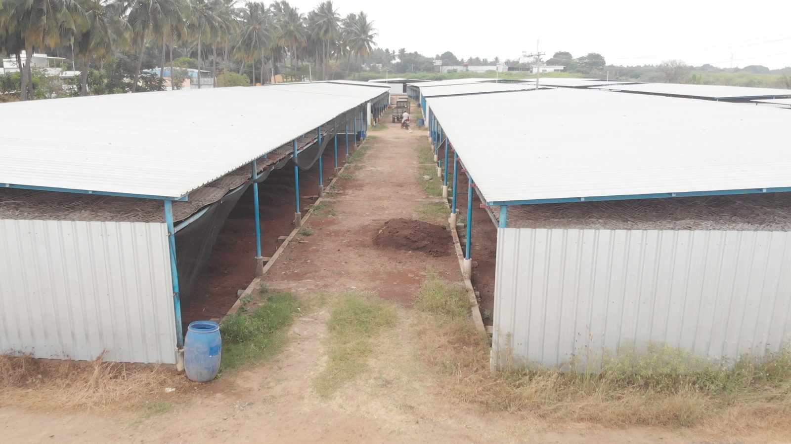 Aerial view of curing shed rows